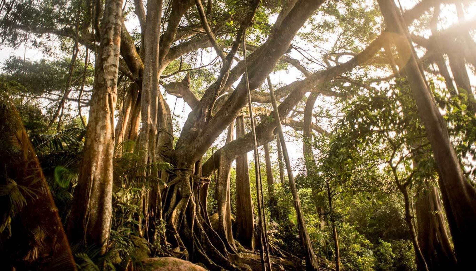 Jungle Hiking